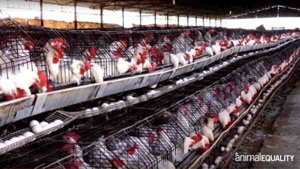 Allevamento di galline a collo nudo: piano di avvio aziendale per principianti