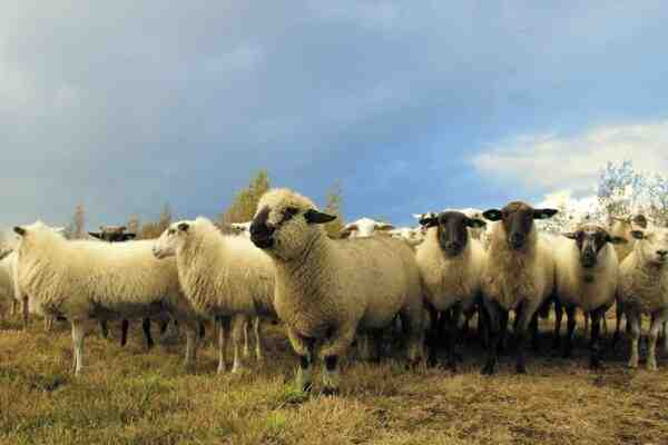 Allevamento di pecore in India: affari facili e redditizi per principianti