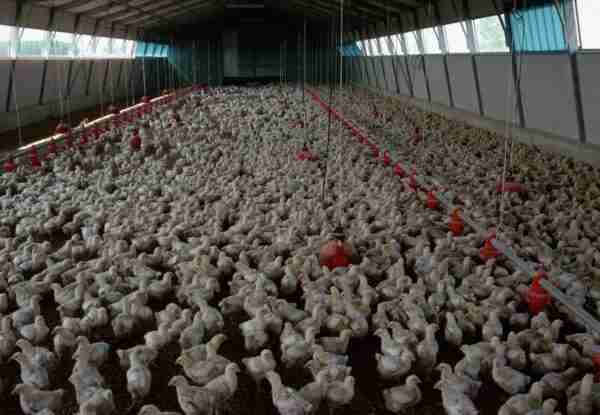 Allevamento di pollame: piano di partenza redditizio per i principianti