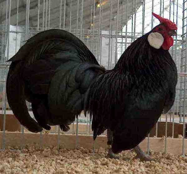 Allevamento di polli Bantam olandese: piano di avvio aziendale per principianti
