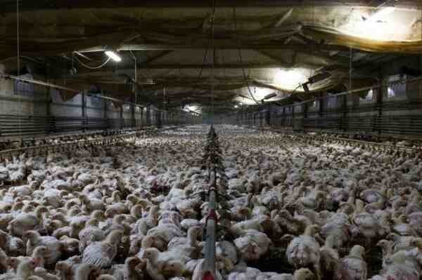 Allevamento di polli grigi in California: piano di avvio aziendale per principianti