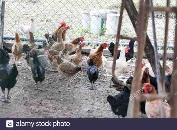 Allevamento di polli malesi: piano di avvio aziendale per principianti