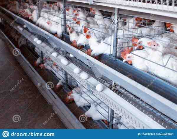 Allevamento di polli moderno: piano di avvio aziendale per principianti