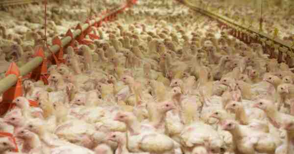 Allevamento di polli nel Derbyshire Redcap: piano di avvio aziendale