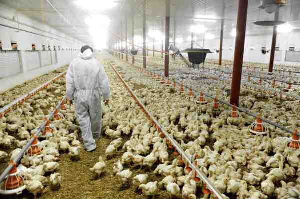Allevamento di polli rossi del Rhode Island: piano di avvio aziendale per principianti