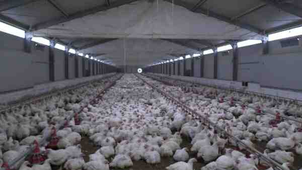 Allevamento di polli scozzesi: piano di avvio aziendale per principianti
