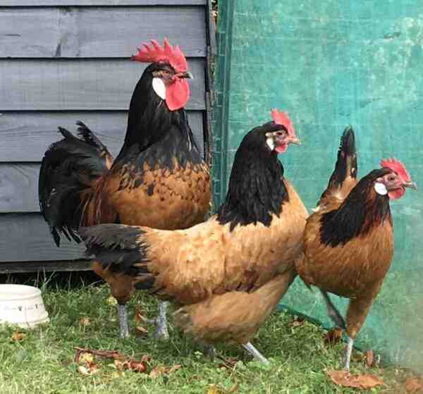 Allevamento di polli Vorwerk: piano di avvio aziendale per principianti
