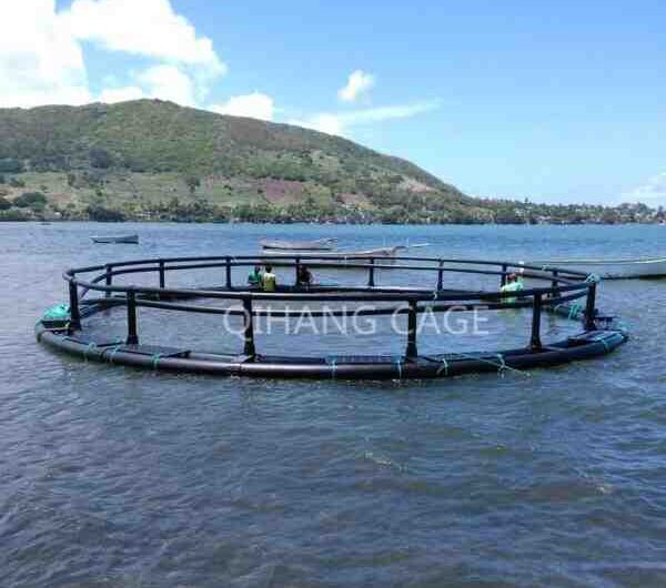 Allevamento ittico di Barramundi: piano di avvio aziendale per principianti