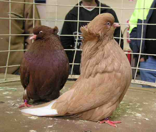 American Domestic Show Flight Pigeon: caratteristiche e informazioni