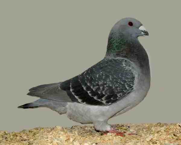 American Show Racer Pigeon: caratteristiche e informazioni sulla razza