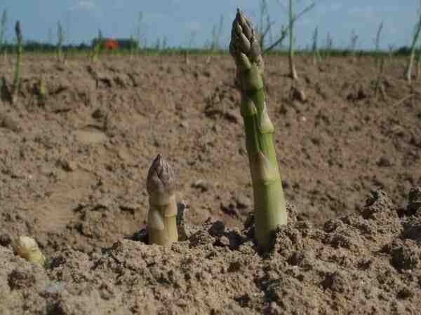 Asparagi in crescita: agricoltura biologica di asparagi nel giardino di casa