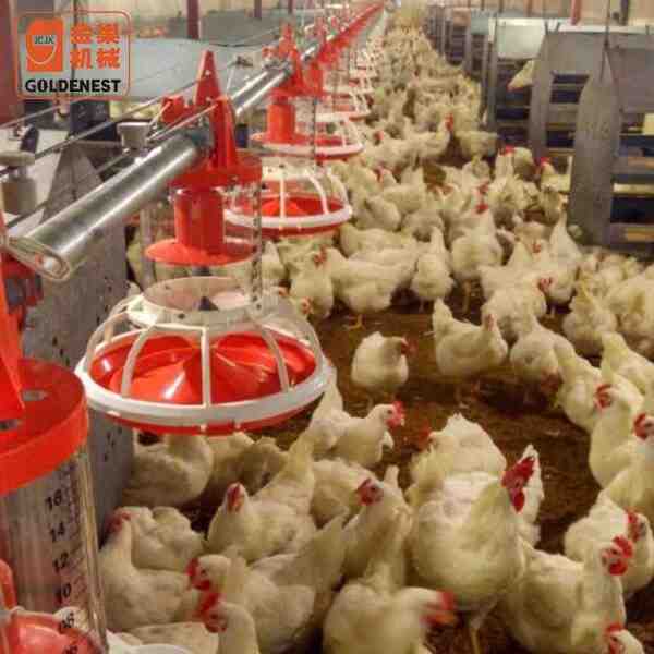 Attrezzatura per pollame: tutto ciò di cui hai bisogno per l'allevamento di pollame