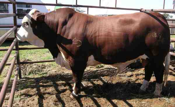 Allevamento bovino Braford australiano: piano di avvio aziendale per principianti