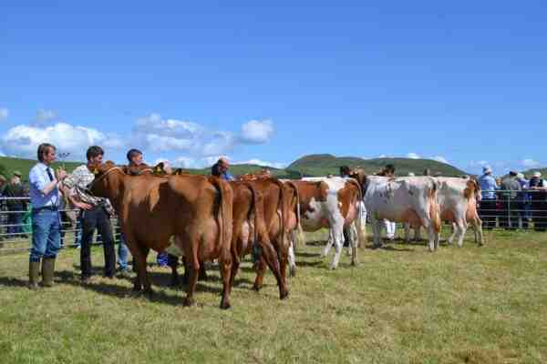 Allevamento bovino Ayrshire: piano di avvio aziendale per principianti