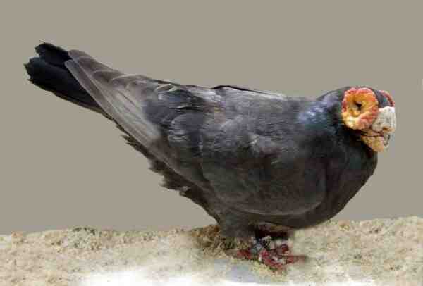Barb Pigeon: caratteristiche, origine, usi e informazioni sulla razza
