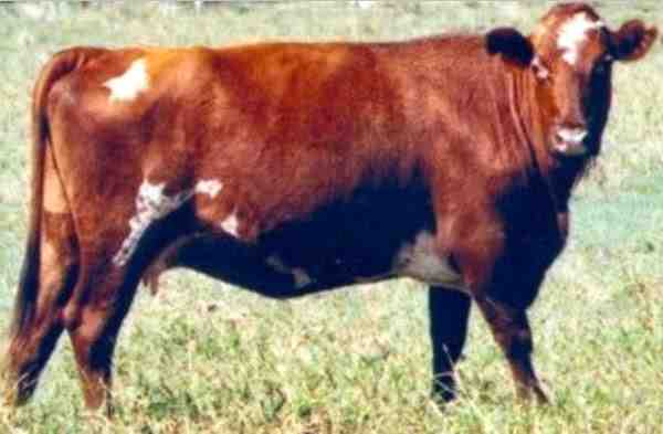 Bestiame Adaptaur: caratteristiche, usi e informazioni sulla razza