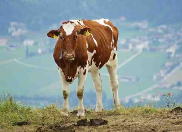 Bovini Ayrshire: caratteristiche, usi, origine e produzione di latte
