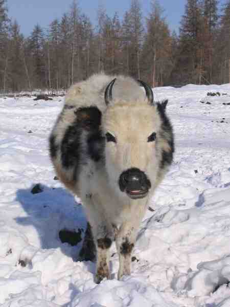Bovini Yakutian: caratteristiche, usi e informazioni complete sulla razza