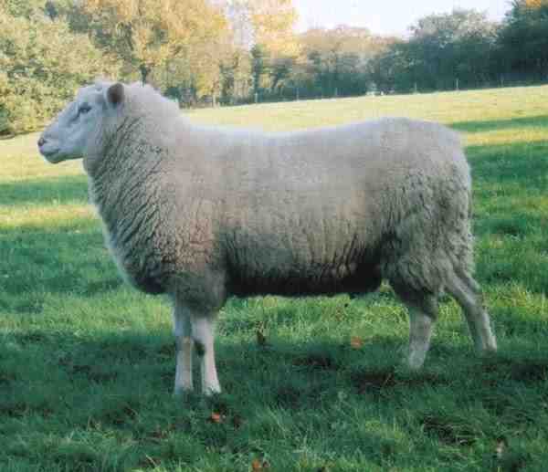 Pecore da latte britanniche: caratteristiche, usi e informazioni sulla razza