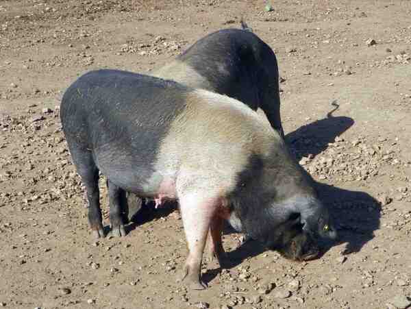 British Saddleback Pig: caratteristiche e informazioni sulla razza