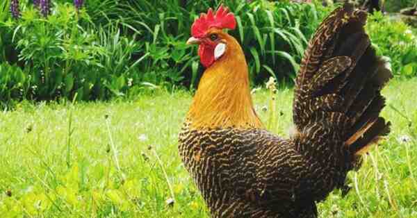 Allevamento di polli Campine: piano di avvio aziendale per principianti