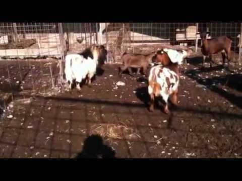 Capre nane allattate con il biberon: come nutrire con il biberon le capre nane