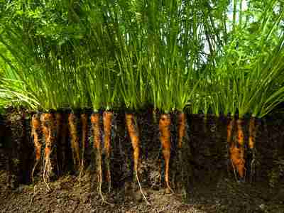 Carote in crescita: coltivazione biologica di carote nel giardino di casa