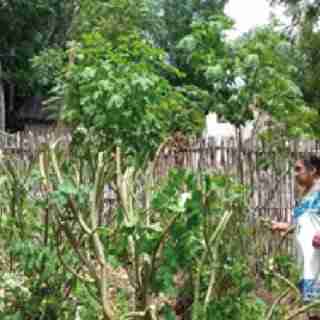 Chaya in crescita: agricoltura biologica di spinaci nel giardino di casa