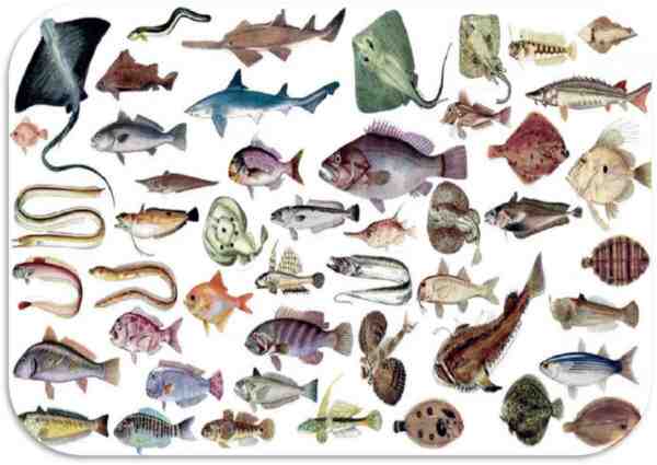 Classificazione dei pesci: Classificazione scientifica dei pesci
