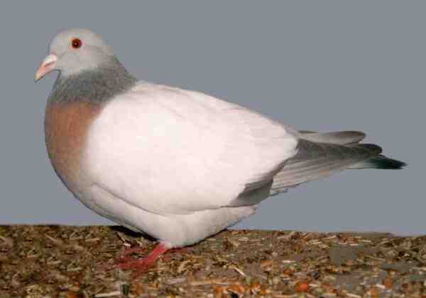 Coburg Lark Pigeon: caratteristiche, usi e informazioni sulla razza