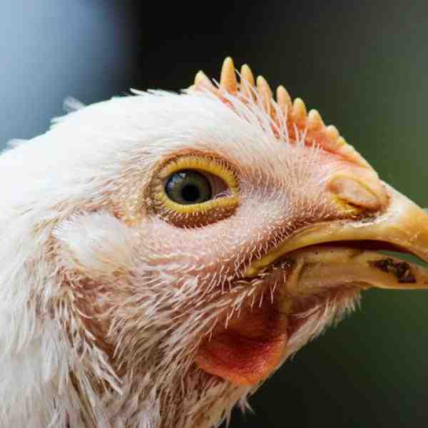 Colera di pollo: come controllare le malattie e salvare il pollame