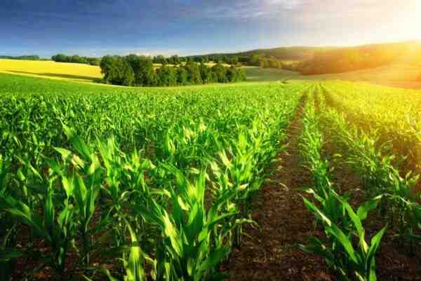 Coltivazione del mais: business plan commerciale per principianti