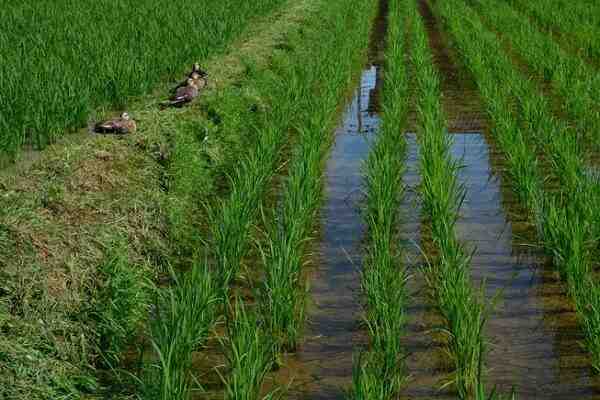 Coltivazione del riso: come si coltiva il riso (guida per principianti)