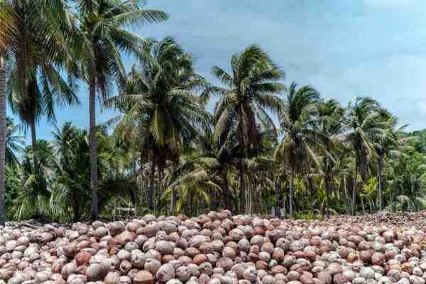 Coltivazione di cocco: business plan commerciale per principianti
