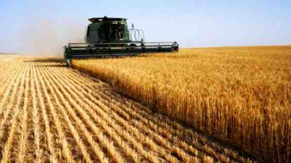 Coltivazione di grano: piano di avvio aziendale per principianti