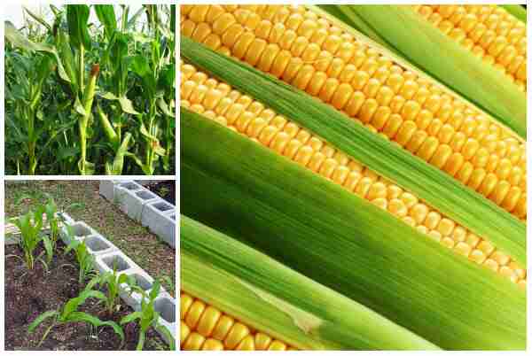 Coltivazione di mais dolce: agricoltura biologica di mais dolce nel giardino di casa