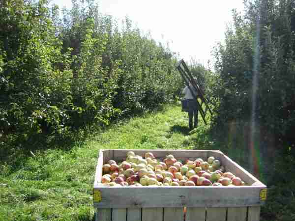 Coltivazione di mele: business plan redditizio per la produzione di mele