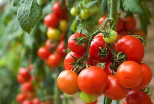 Coltivazione di pomodori: coltivazione commerciale di pomodori per principianti