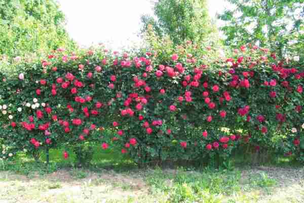 Coltivazione di rose: coltivazione commerciale di rose per principianti