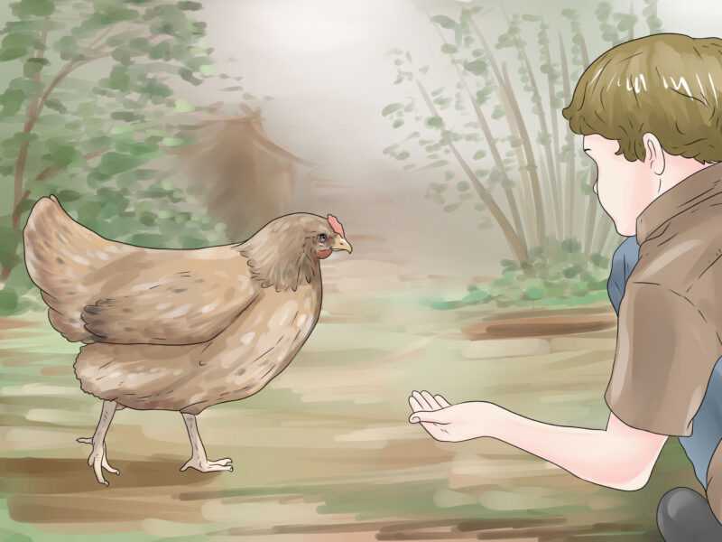 Come addestrare i polli: guida per principianti per addestrare i polli