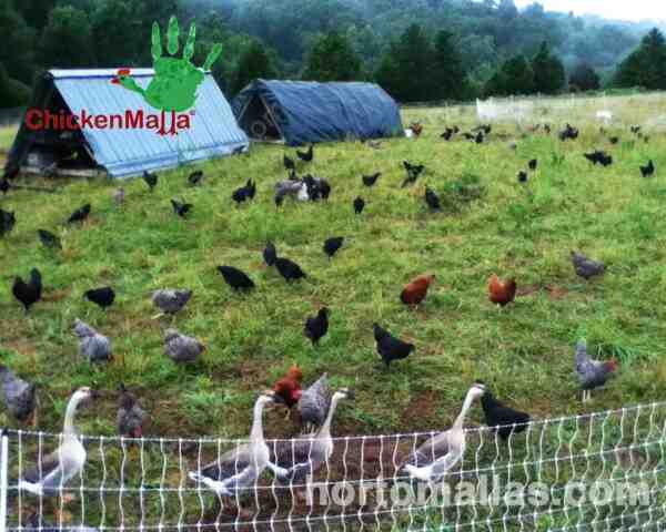 Come allevare polli nel cortile: guida completa per principianti