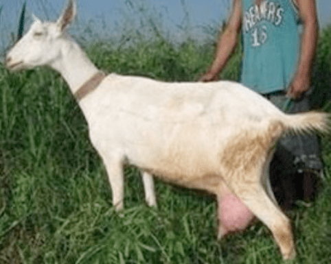 Come inzuppare una capra: guida per principianti per inzuppare una capra