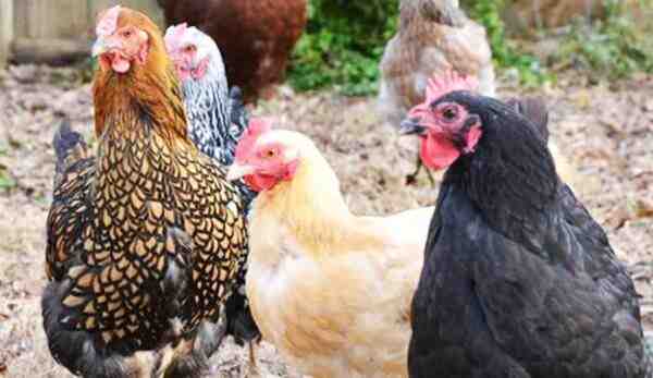 Come mantenere alcune galline per le uova fresche: guida alla conservazione del pollo a strati