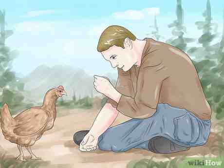 Comunicare con i polli: come comunicare con i polli