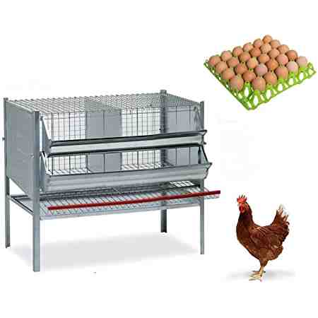 Condizioni per le galline ovaiole: condizioni ideali per una buona produzione di uova