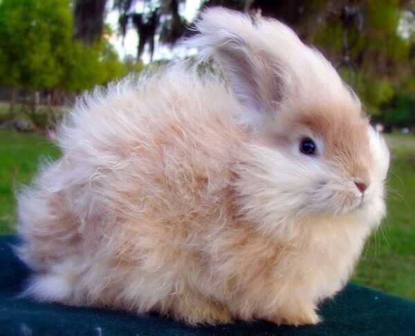 Coniglio d'angora: caratteristiche, origine, usi e informazioni complete sulla razza