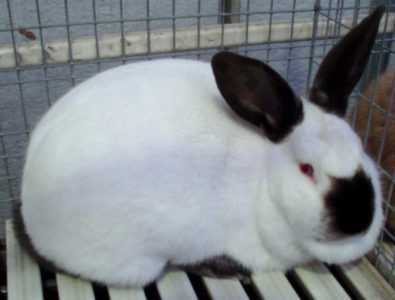 Coniglio lilla: caratteristiche, origine, usi e informazioni complete sulla razza