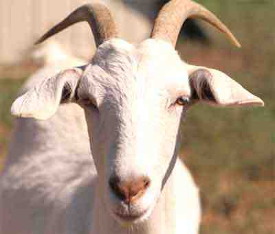 Don Goat: caratteristiche, usi e informazioni complete sulla razza