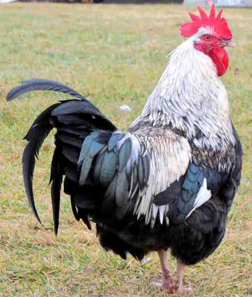 Allevamento di polli Dorking: piano di avvio aziendale per principianti