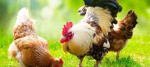Dovresti allevare polli: pro e contro dell'allevamento di polli